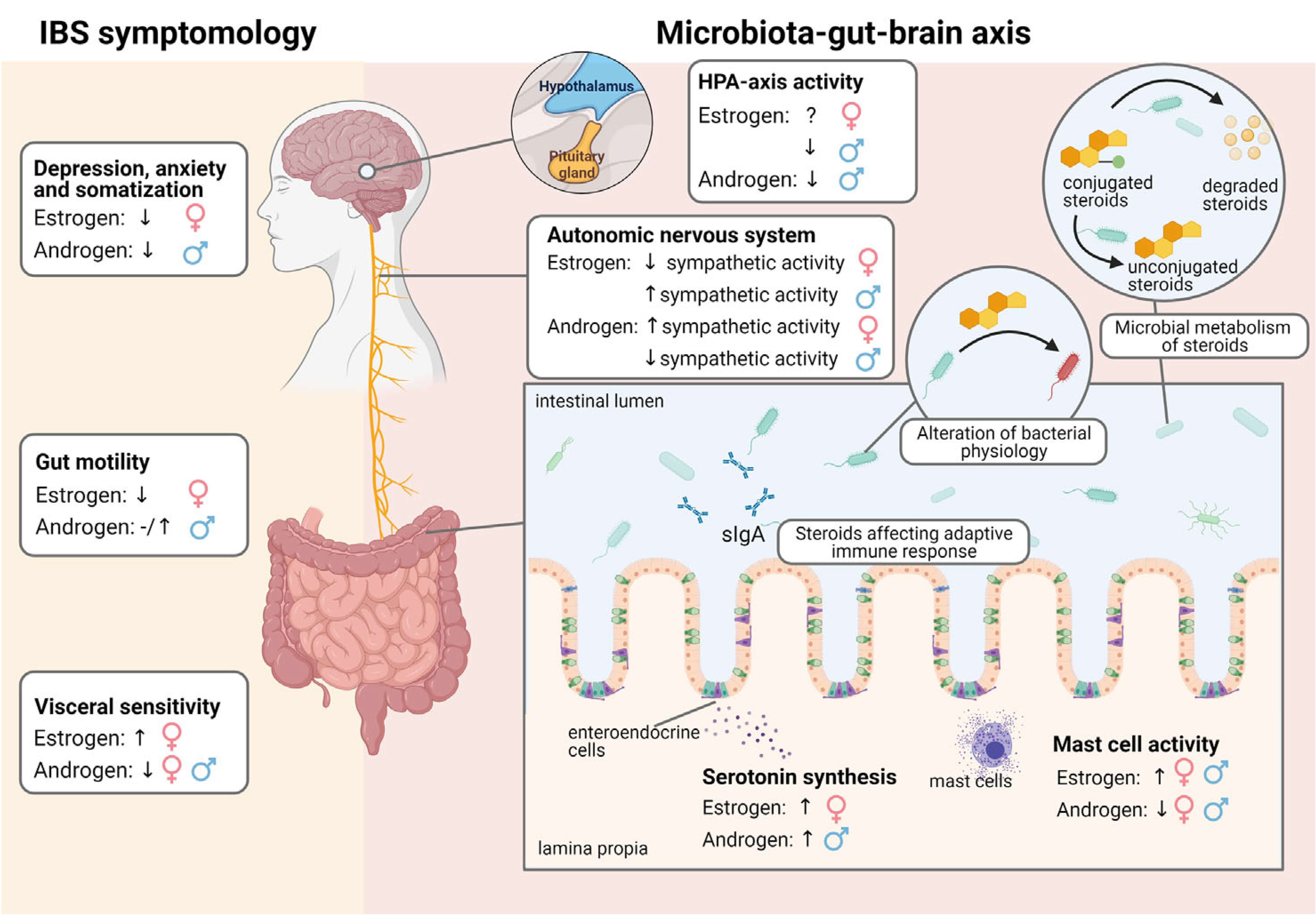 vital-ly-commons-irritable-bowel-syndrome